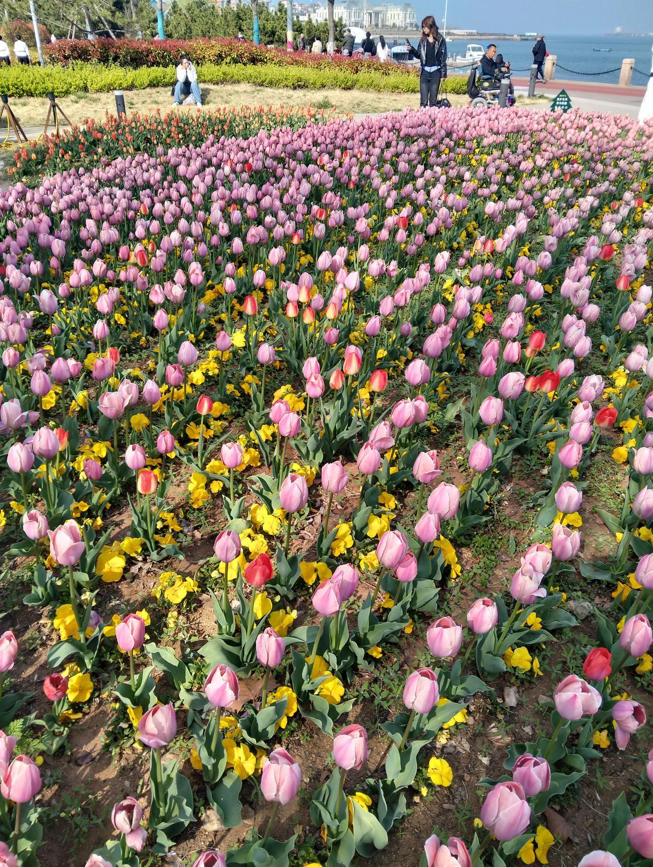 烟台虞美人广场，红色黄色粉色白色等的郁金香，五颜六色，争艳斗奇，竞相开放，游人如