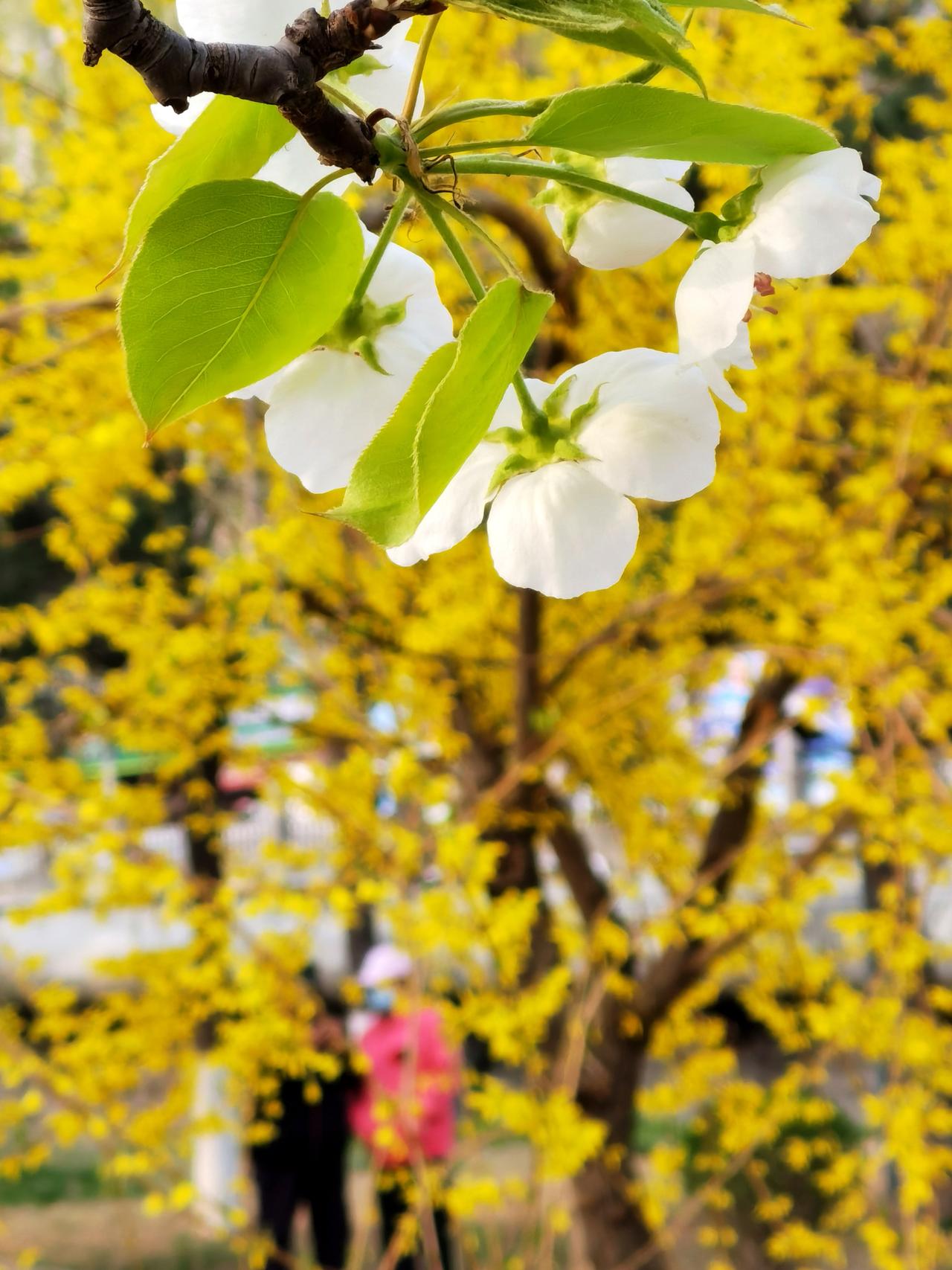 承德武烈河畔的梨花开了！

承德的春花此起彼伏的开个不停，当下正是梨花盛开季。不