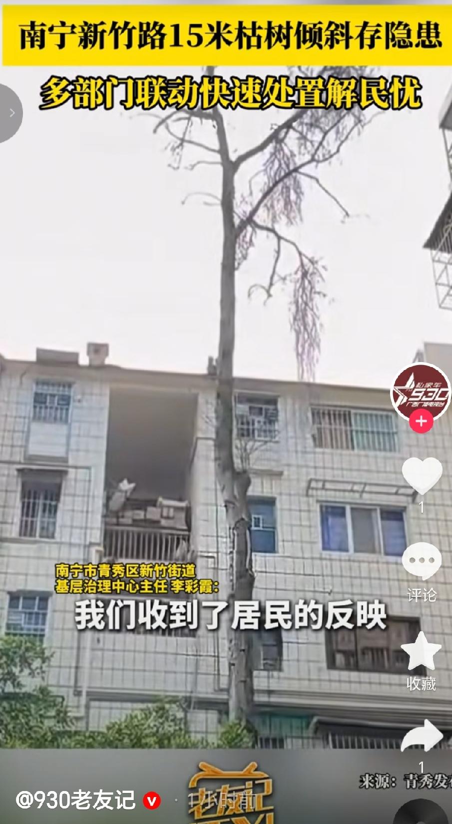 近日新竹路有一棵15米高的枯树倾斜，下方常有老人小孩经过，树枝掉落风险大，且正值
