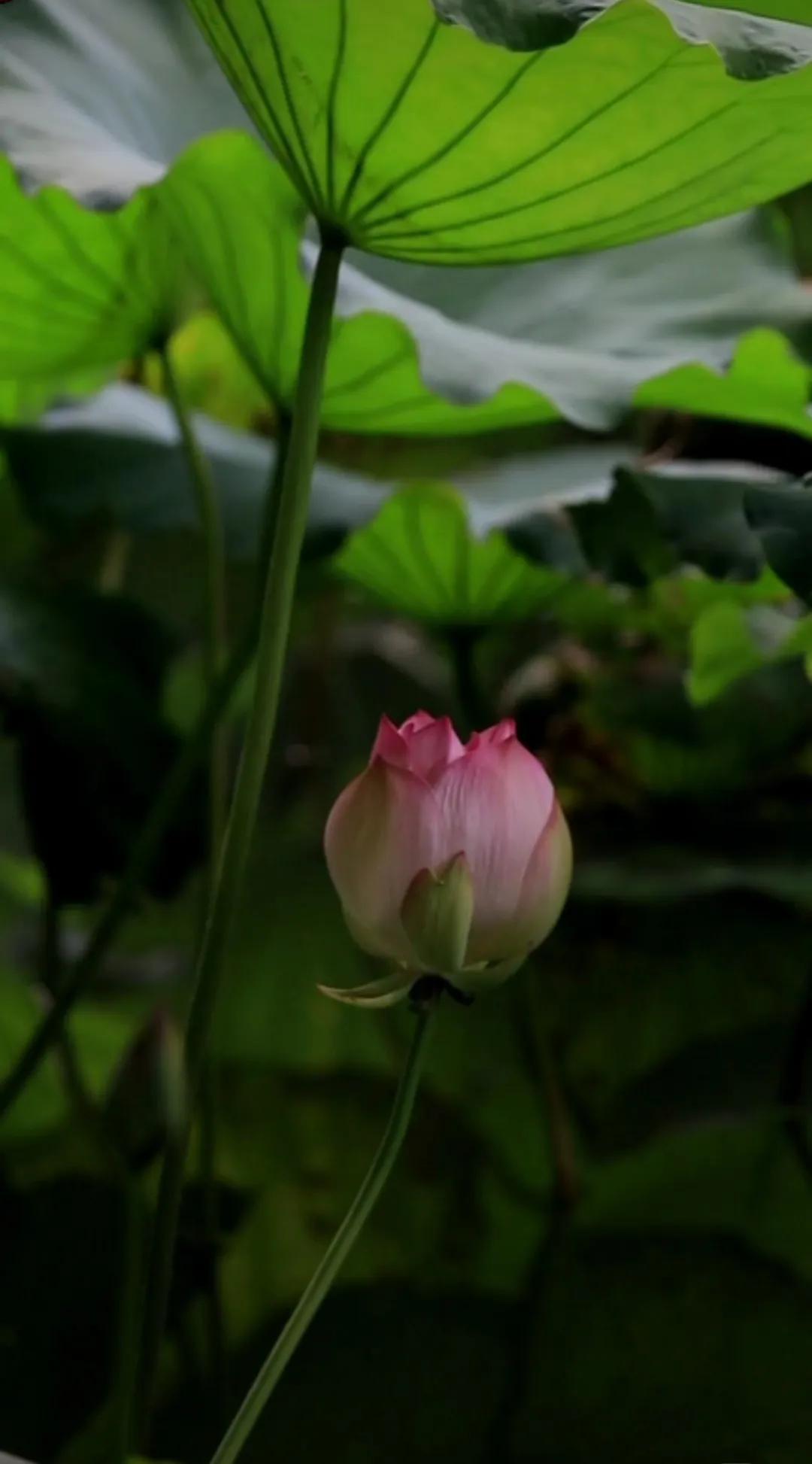 夏日生活打卡季 阳台的茉莉花今晚开得最盛，摘下两朵泡进冰水里，喝一口，连呼吸都带