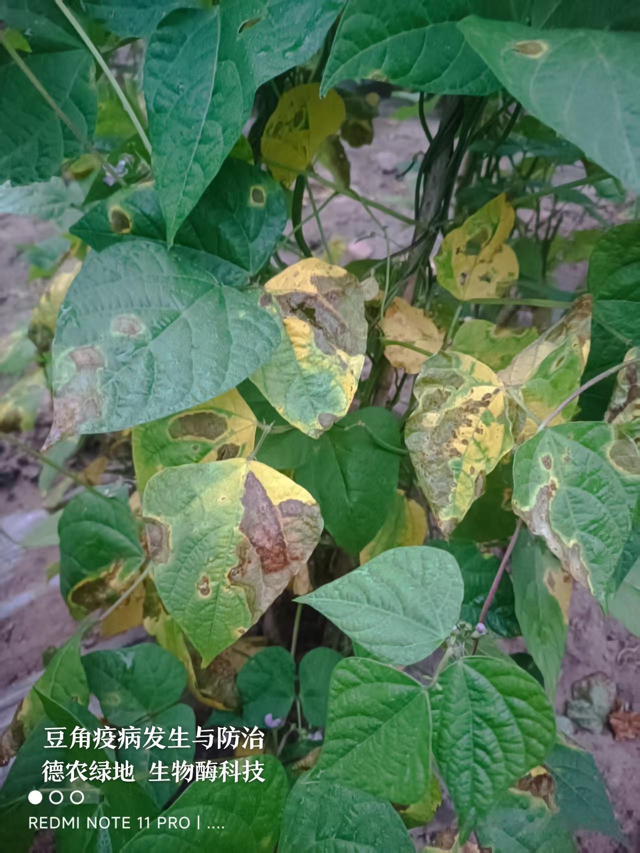『德农生物酶·欧标超级食材品控中心』豆角病害判定疫病：
 
1. 立即摘除全部重