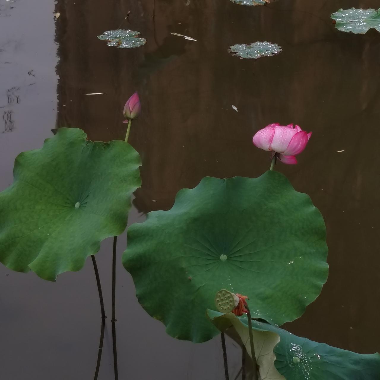 公园里晨雨中的荷塘
雨后荷塘风景