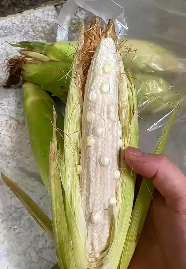 这是什么玉米