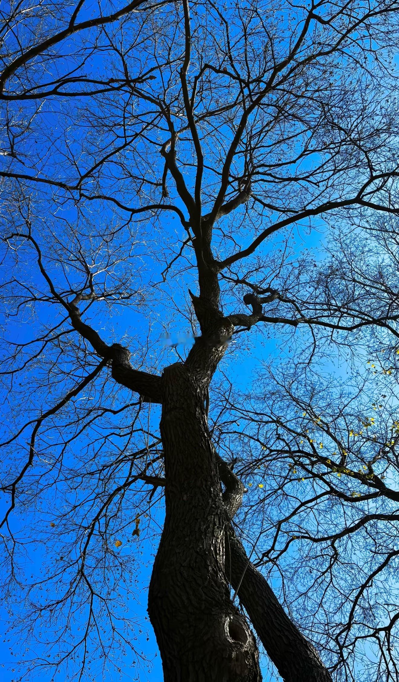 枯木的意义从不在于逢春 枯，是等待生命里的再一次开花 