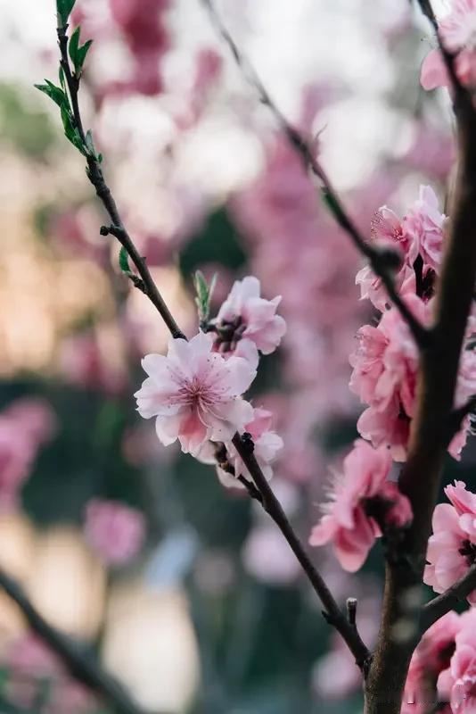 《春日观桃偶成》乐韵诗心原创诗词:
桃花含笑沐清风，
粉黛娇容相映红。
愿做花间