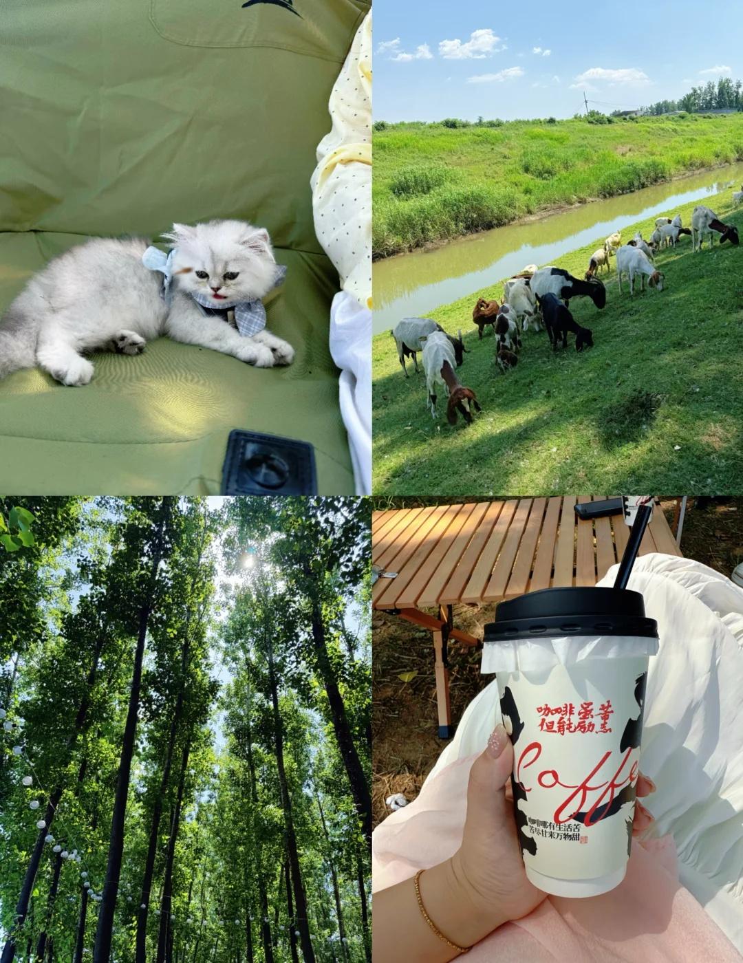 慢下来，才能接住生活的温柔🌿
慢下来享受自在 享受当下的美好时光 慢下来生活总