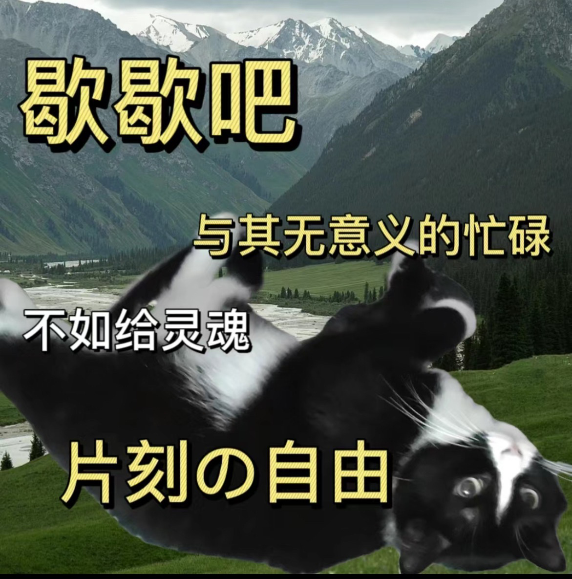 目前最爱用表情包： ​​​