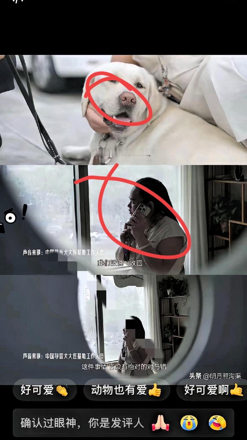 导盲犬芬迪被基地接走的视频，看得人心里五味杂陈。视频里芬迪见了基地人员眼睛都亮了