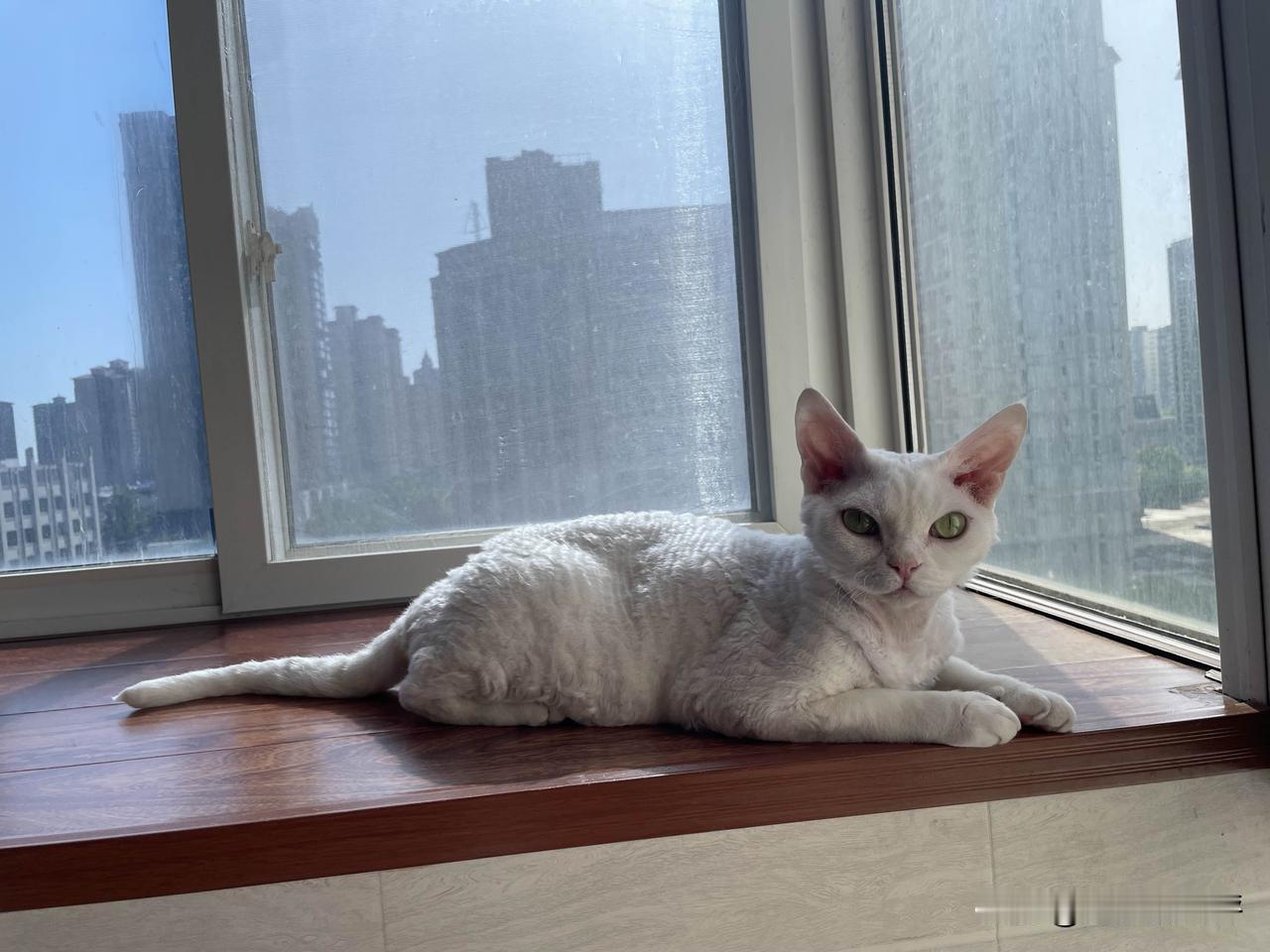 德文卷毛猫都有什么色系的?

德文卷毛猫可以称得上是全色系‌品种，理论上拥有‌数