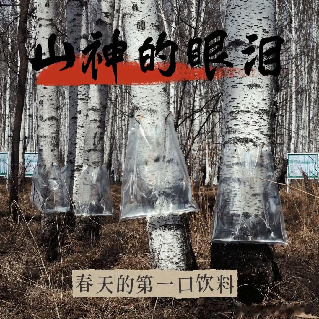 华晨宇蔡徐坤同款取景地找到了足不出户感受林海魅力，明星同款秘境坐落漠河，原生态环