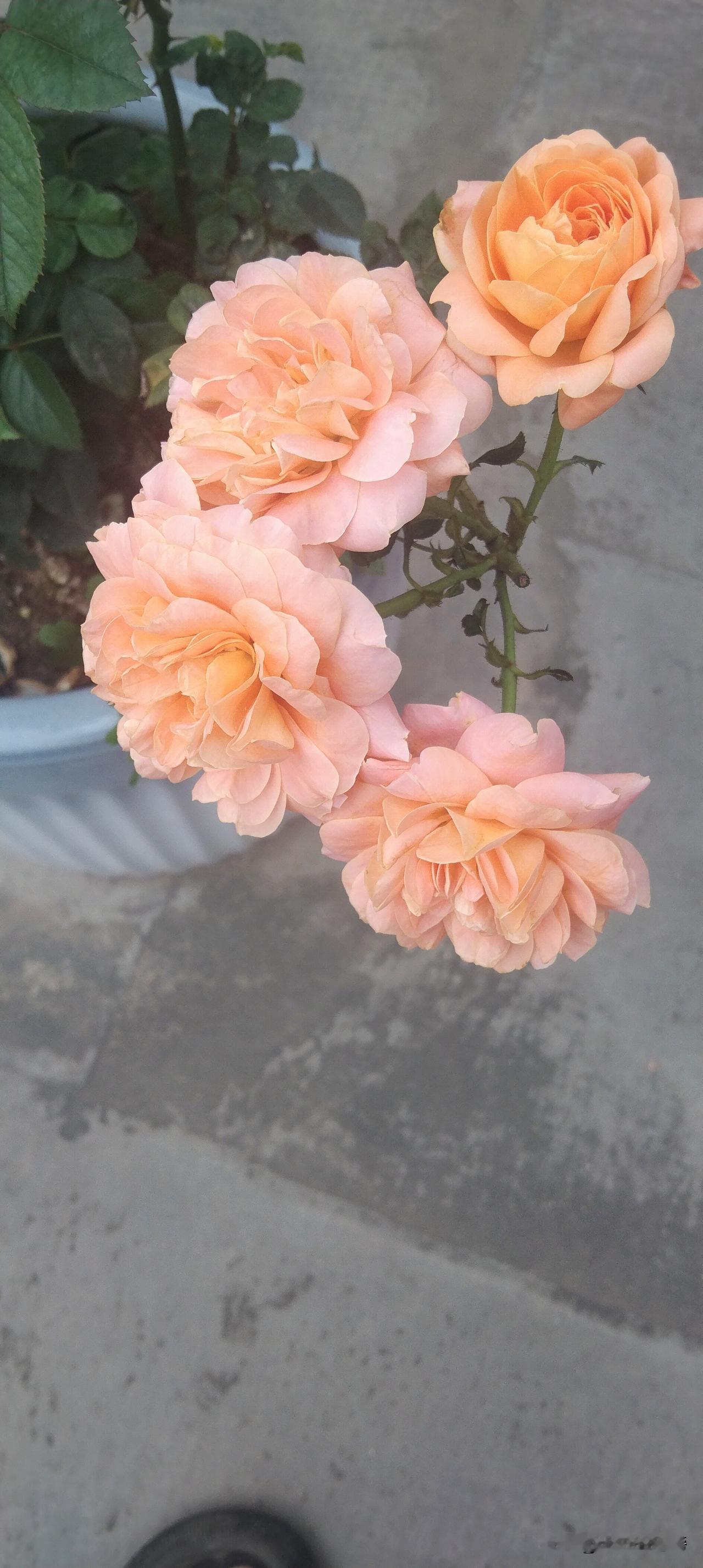 分享一下你的花花吧