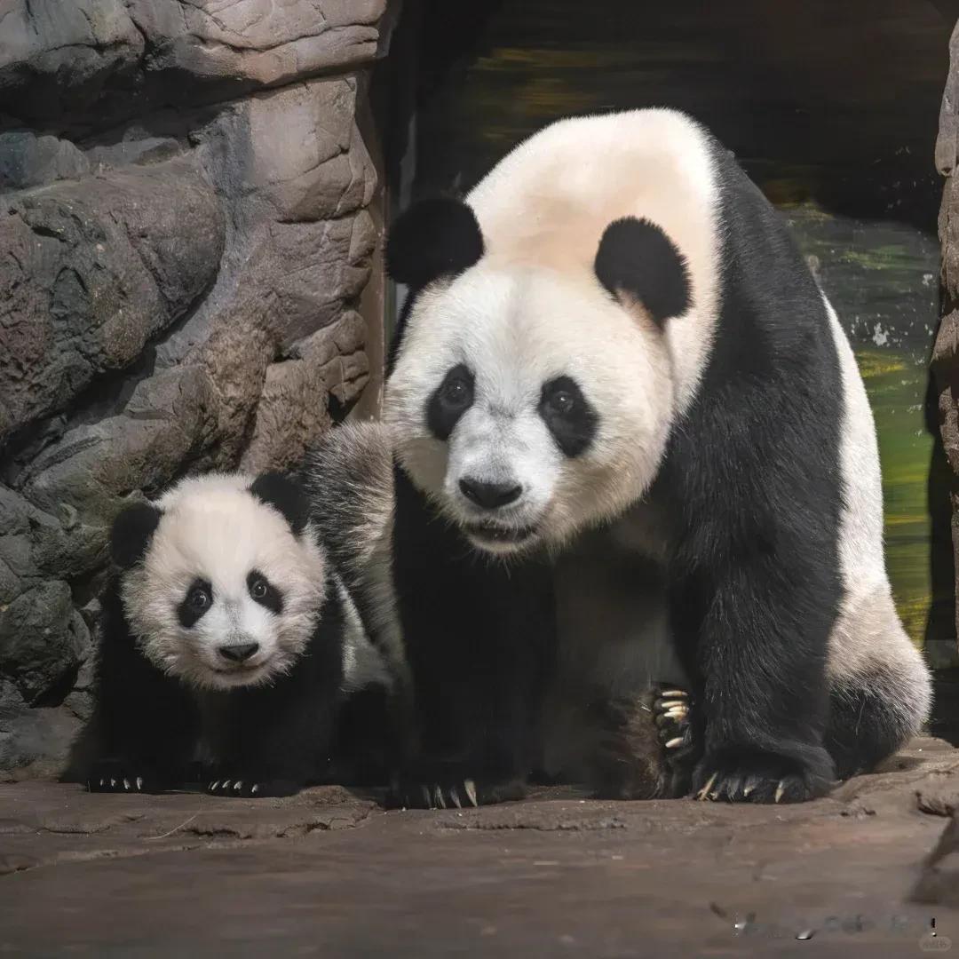 长隆里的每一只大熊猫我都简直是爱得不得了！
我真的，有空就看广州长隆的奶爸奶妈们