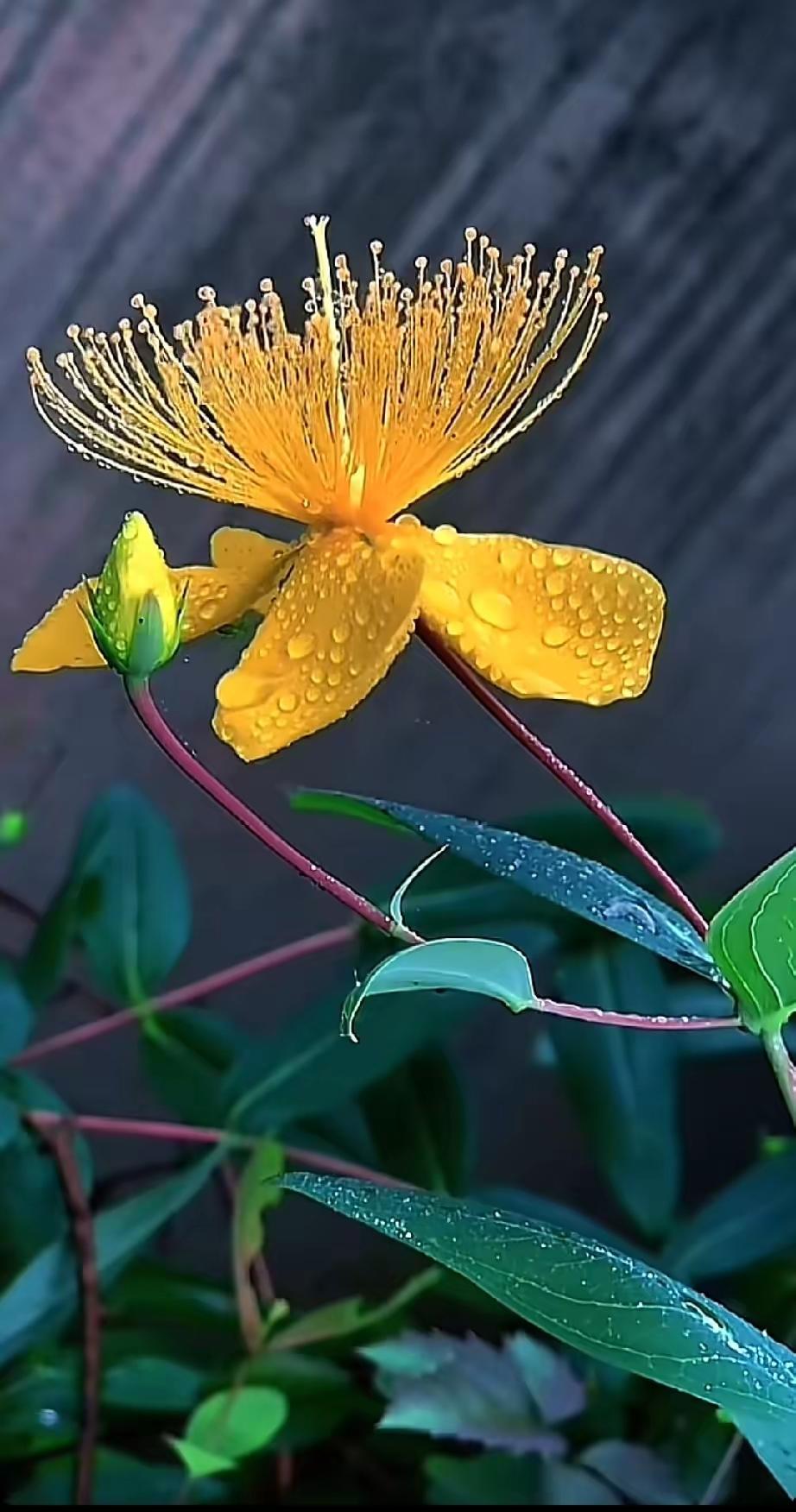 多雨季节，有一种友情叫风雨同舟，有一种祝福叫风雨无阻， 愿我们晴来舒畅，雨来欣赏