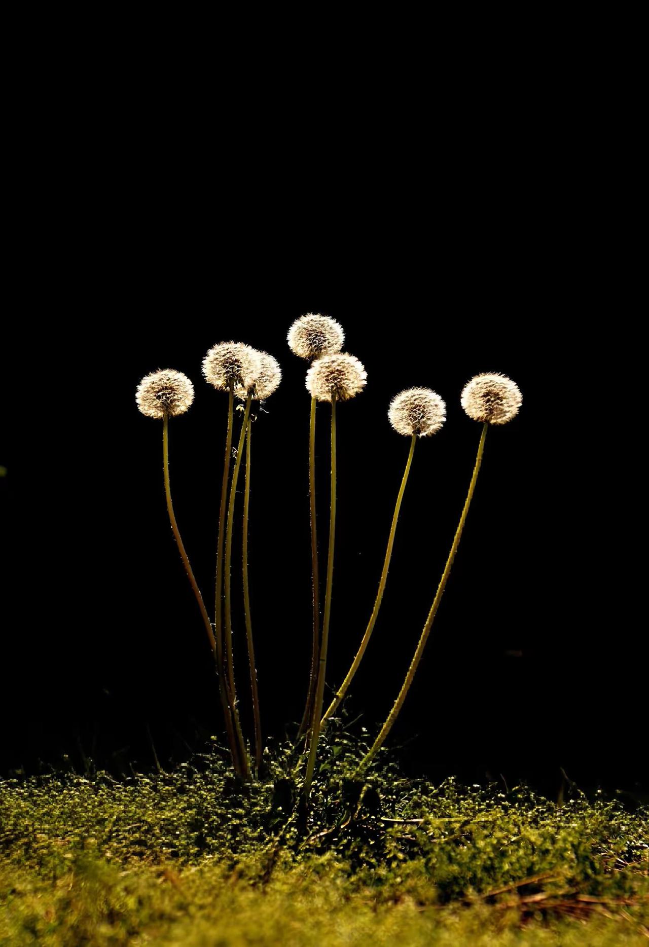 这个水平在高也不能吹😃。拍花艺术 发现美也是一种能力
