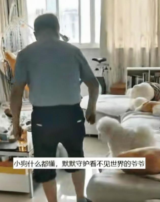“太通人性了”！江苏，爷爷眼睛看不见，每当他走向沙发时，家里的狗狗竟跟装了感应器