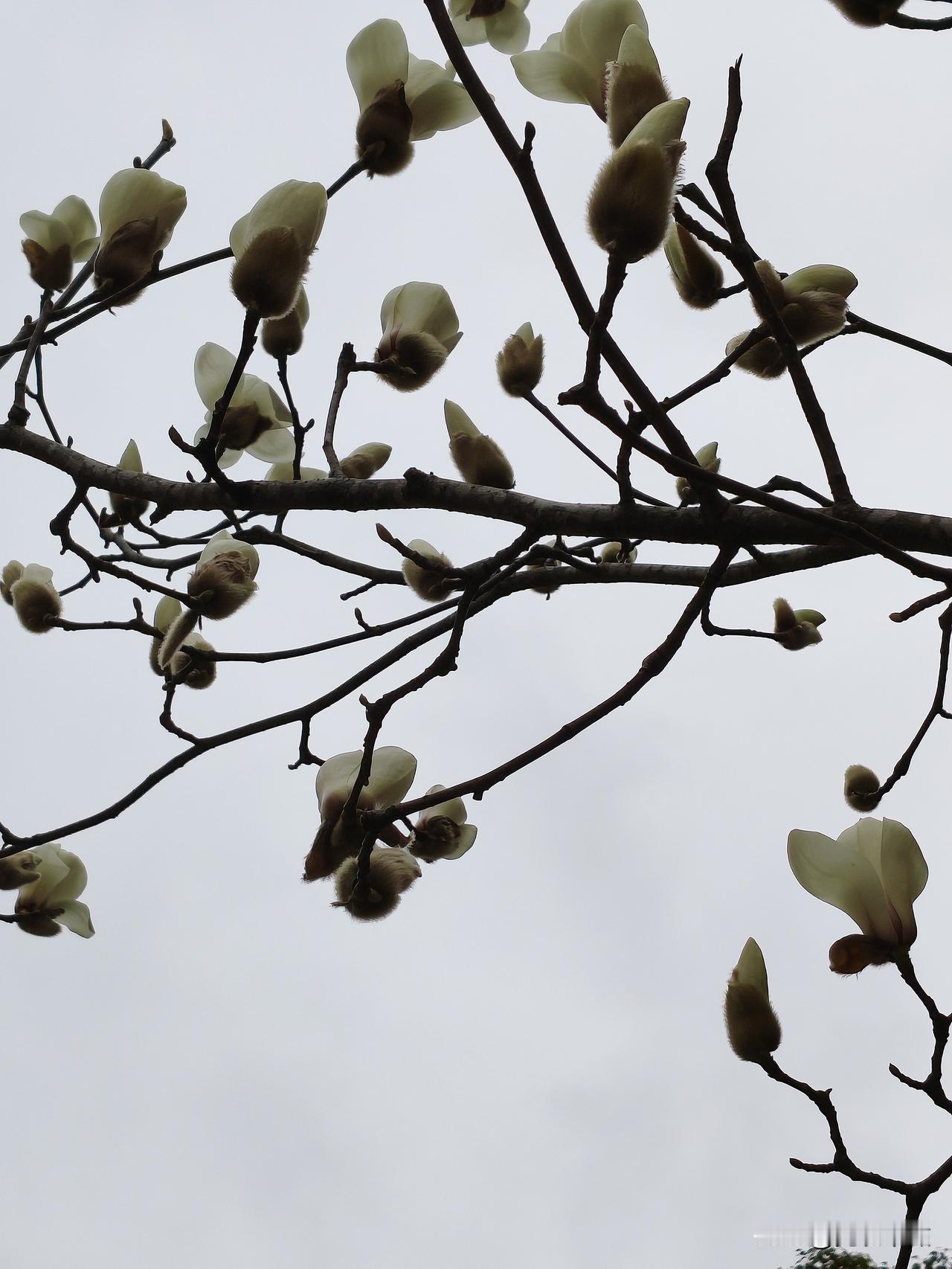 分享随手拍摄的树木和花草照片小区里面的白玉兰开花了