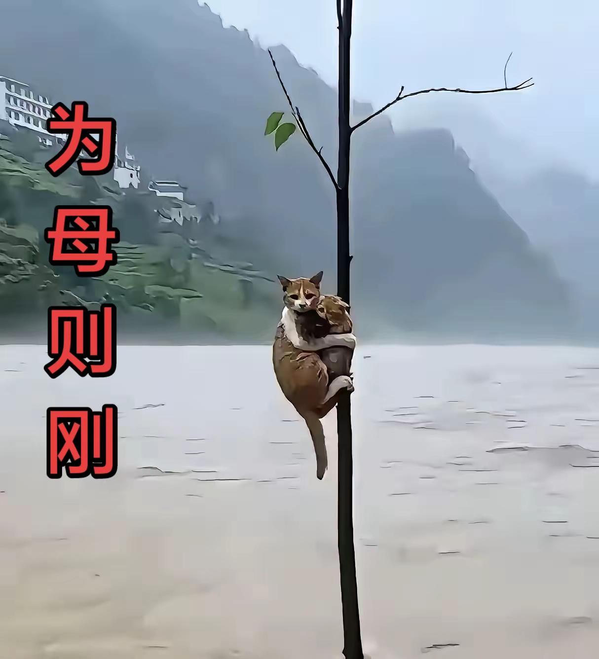 火山拍作品分10万 这样的猫咪你喜欢吗