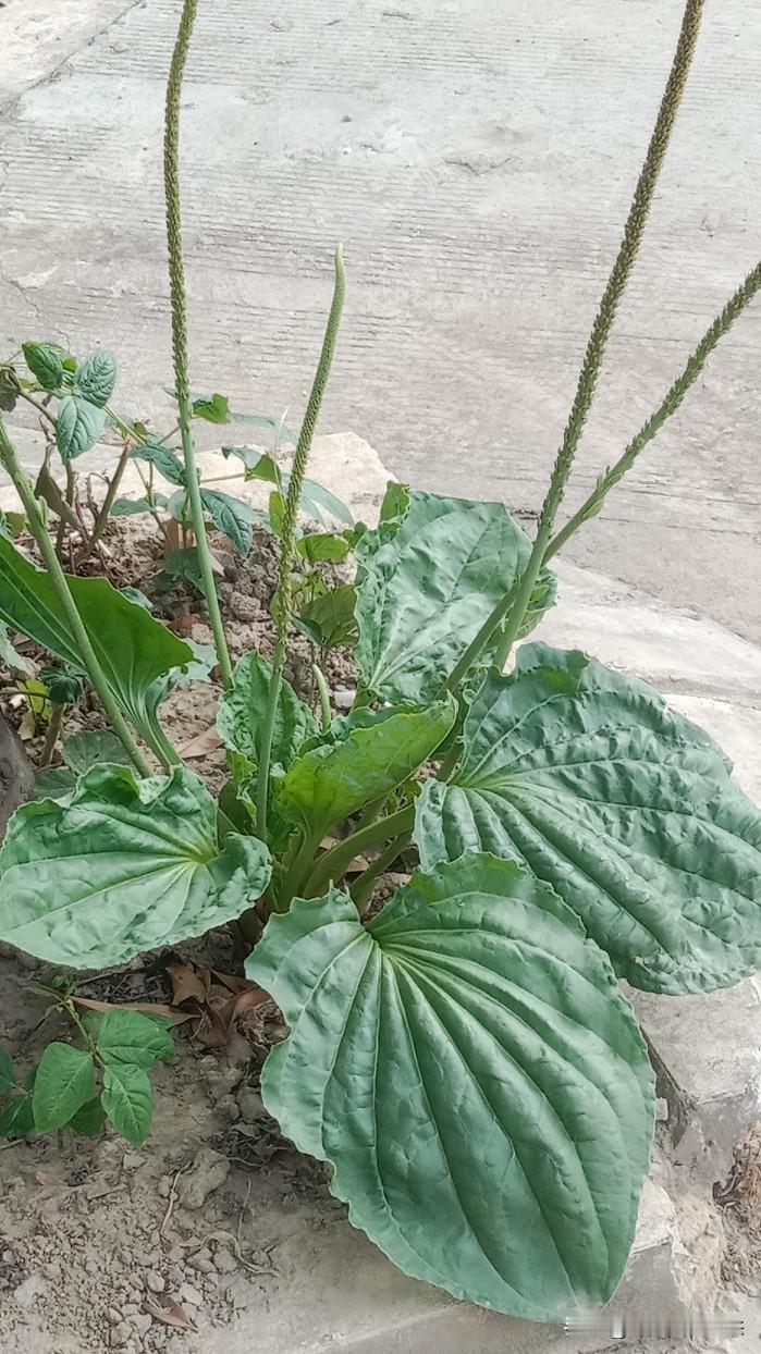 不可思议，怎么有这巨大的车前草？

今天出门溜达，可真是开了眼！居然碰到一窝巨型
