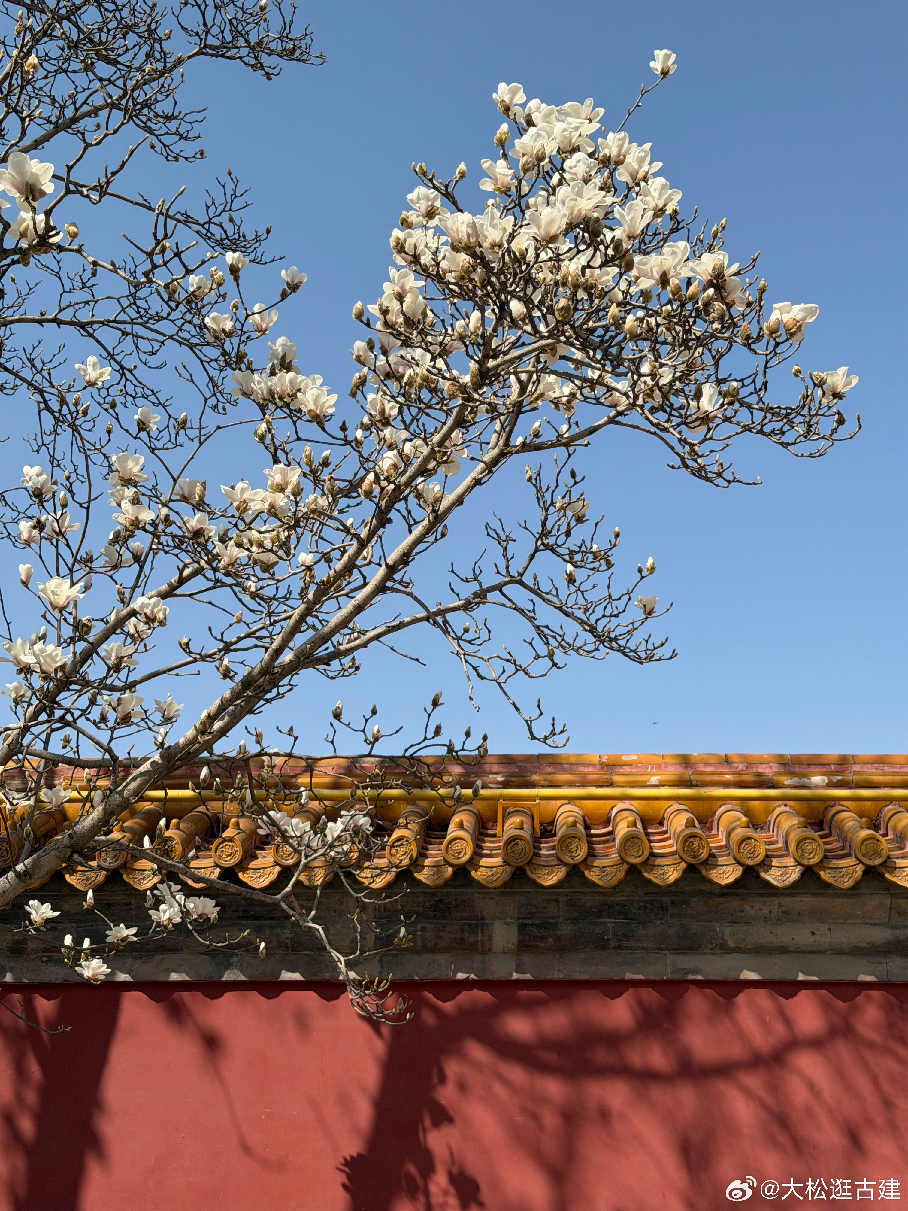 地坛皇衹室的玉兰 北京·地坛公园