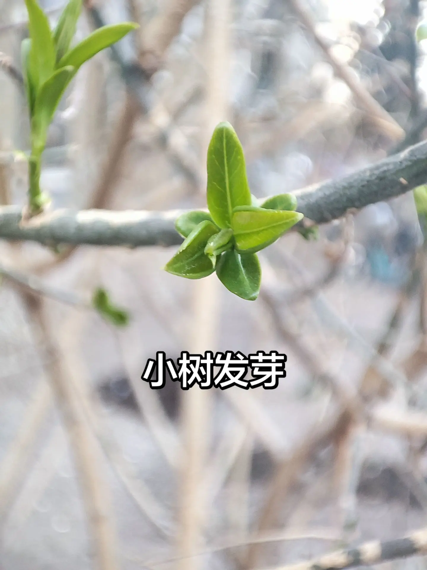小树发芽。