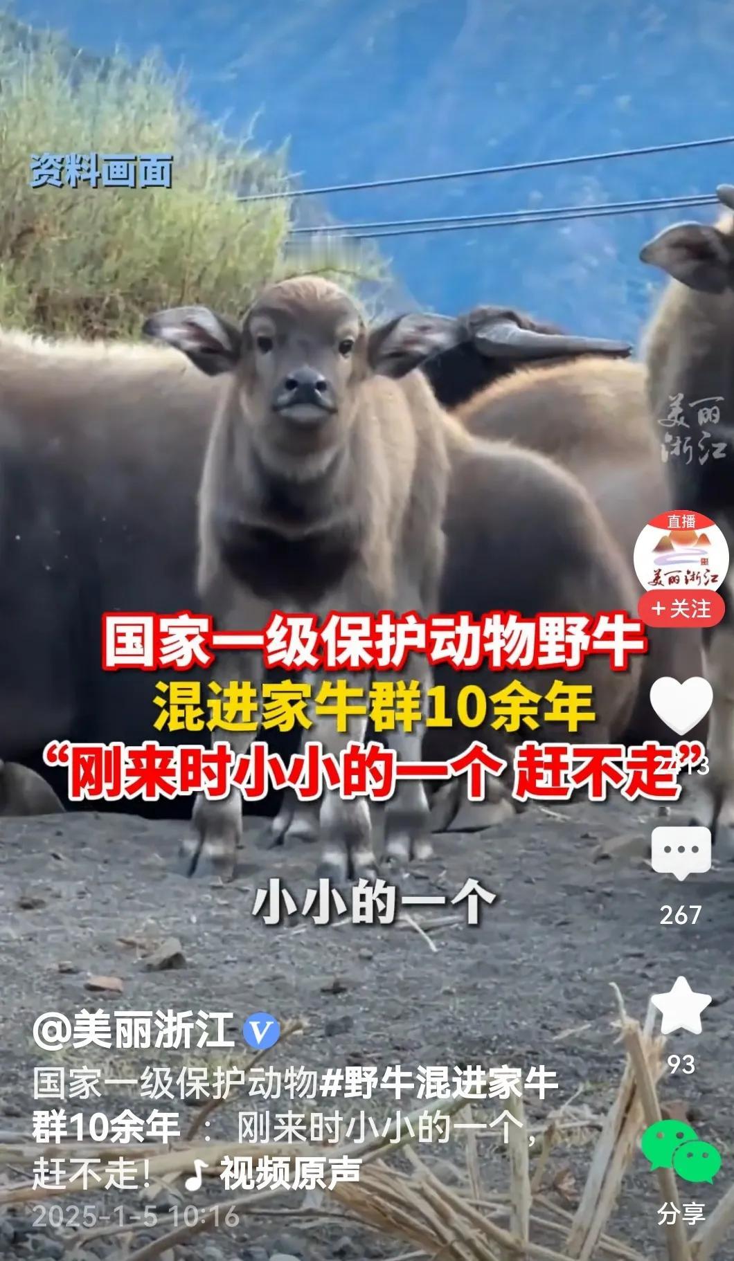 还真是，这可爱的小野牛混进家牛群中赖上了，优哉游哉一晃10余年过去，如今长成一头