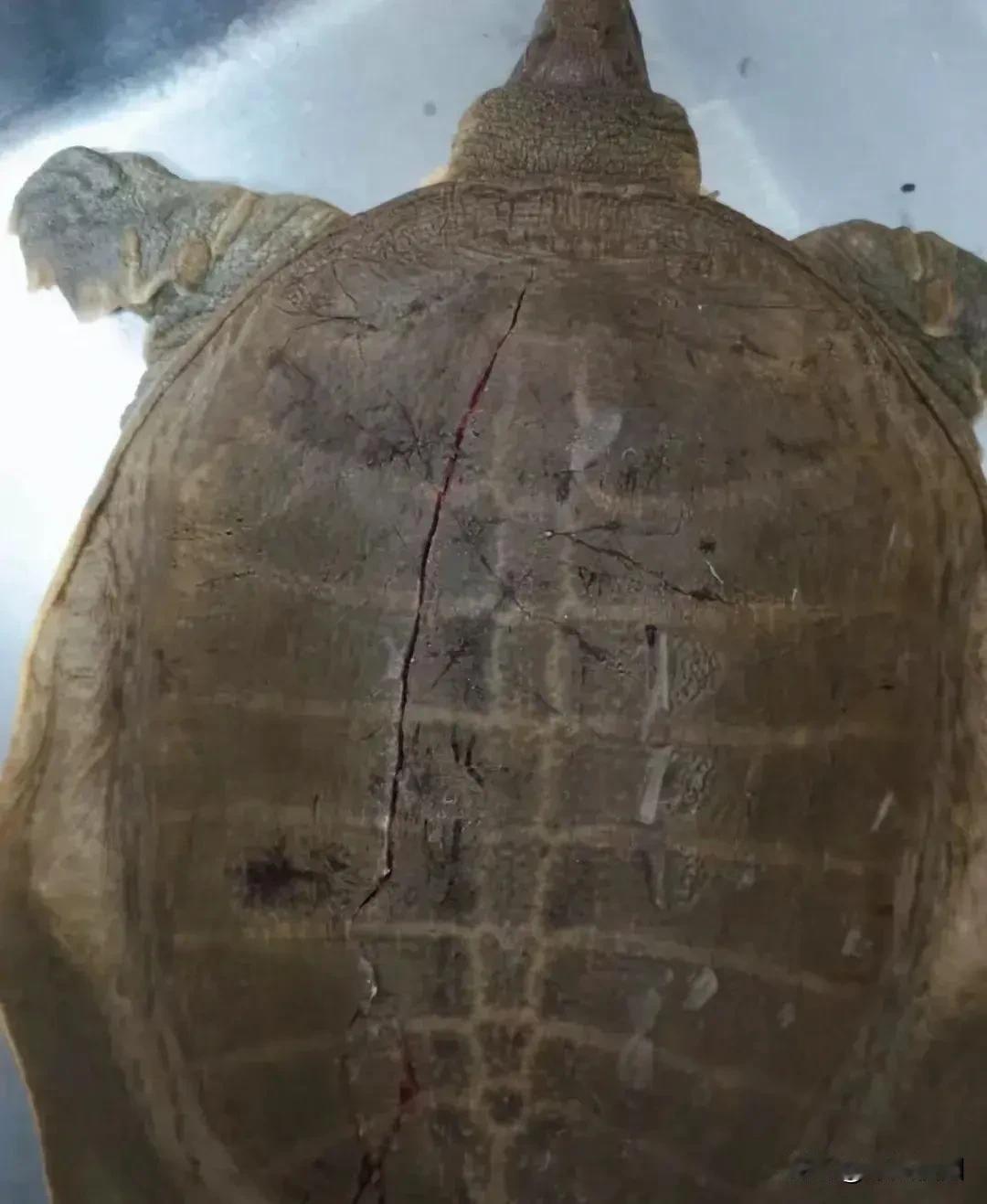 楼上掉下来，把壳摔裂了，怎么急救？甲鱼奇谈 鳖死我了