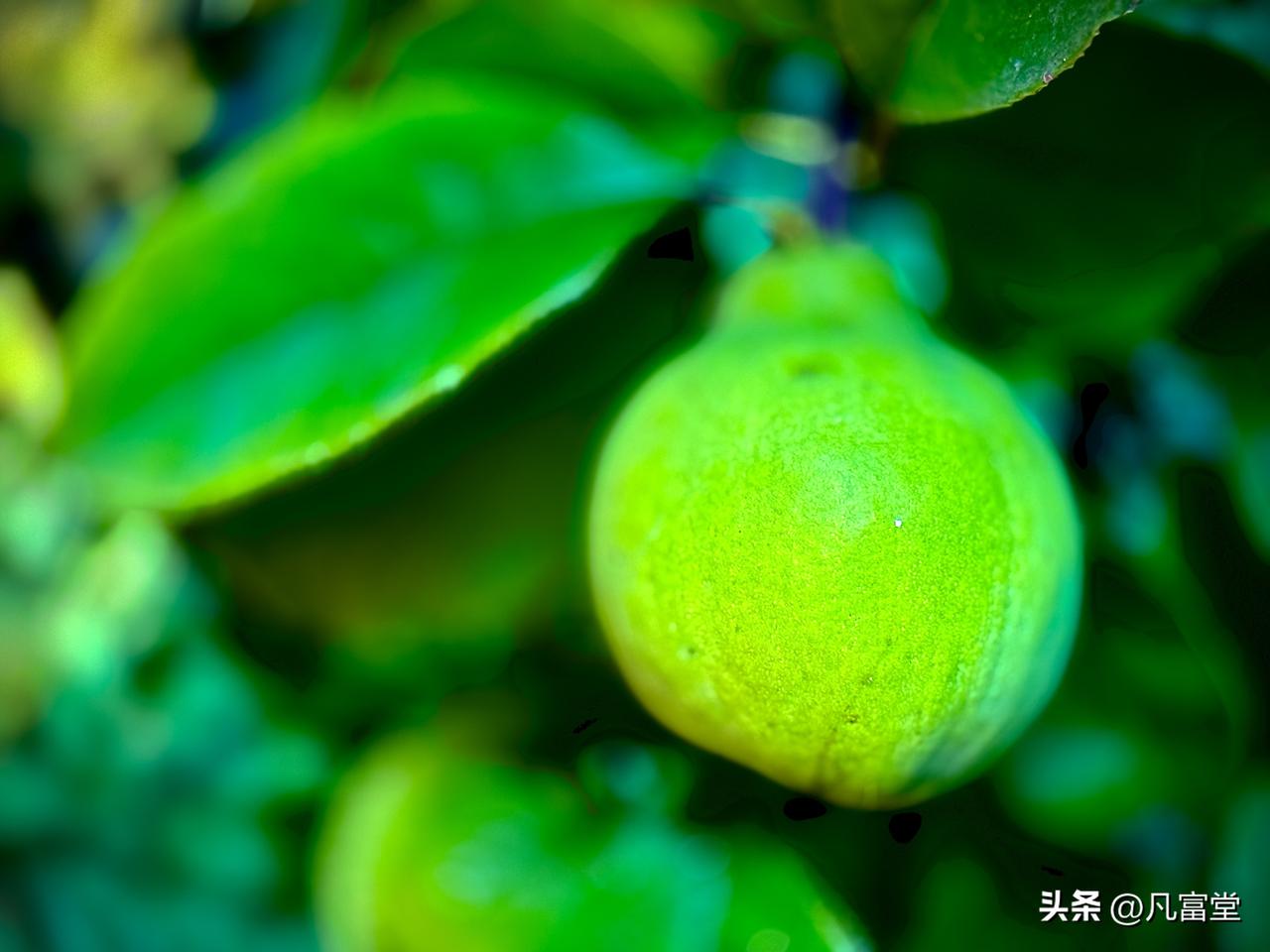 饱满的木瓜
        （原创）


正在饱满的木瓜
悬在枝头
像静修的智者
