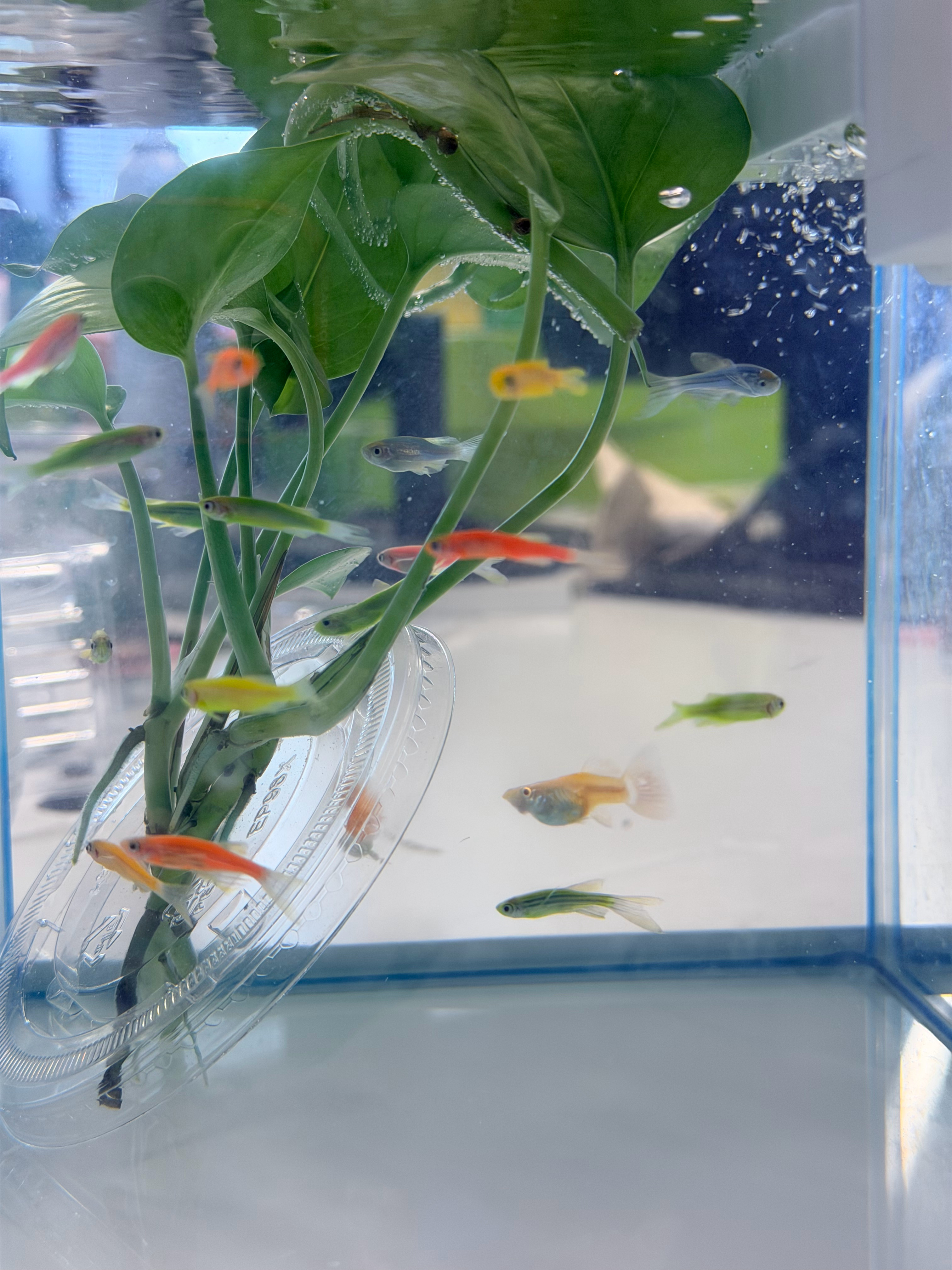 孔雀鱼：2/4 斑马鱼：22/25  3条被过滤器吸住死了 