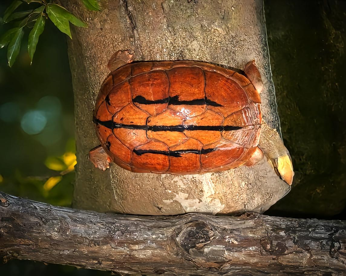 三线闭壳龟（动物们182）

三线闭壳龟，又称金钱龟、金头龟、断板龟、红边龟、红