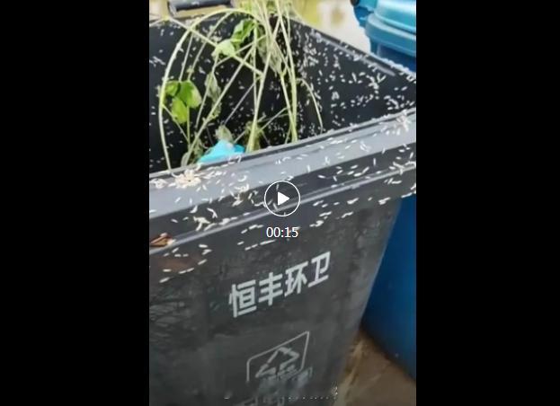 【恒丰村垃圾桶长期积腐生蛆，保洁巡查形同虚设！】实拍直击盐城大丰恒丰村骇人卫生乱