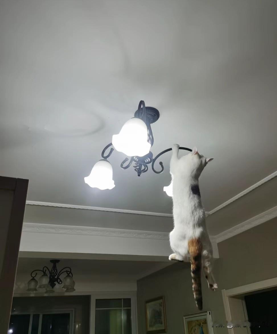 崩溃！这猫彻底没法管了！砸完家居然学会开水龙头，主人被折磨到直接关笼🤯
 
网