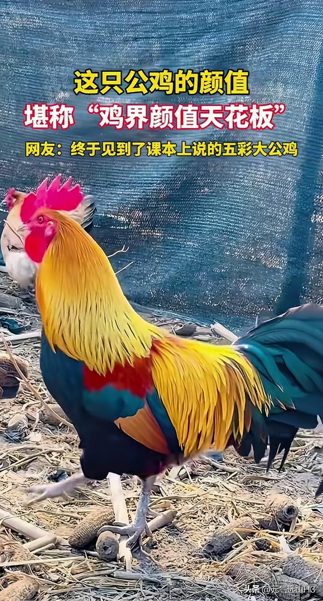 这只公鸡，红冠似火，金羽流霞，青尾如缎，每一根羽毛都像被精心晕染过。
难怪网友说