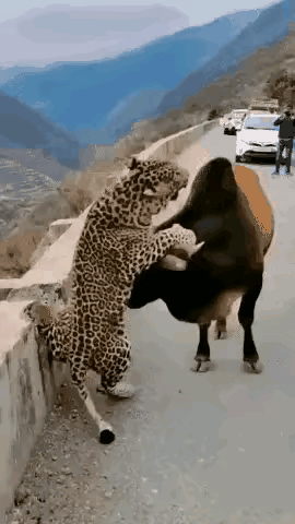 这大猫在错误的地点、选择错误的方式、错误的低估了对方的实力[捂脸]