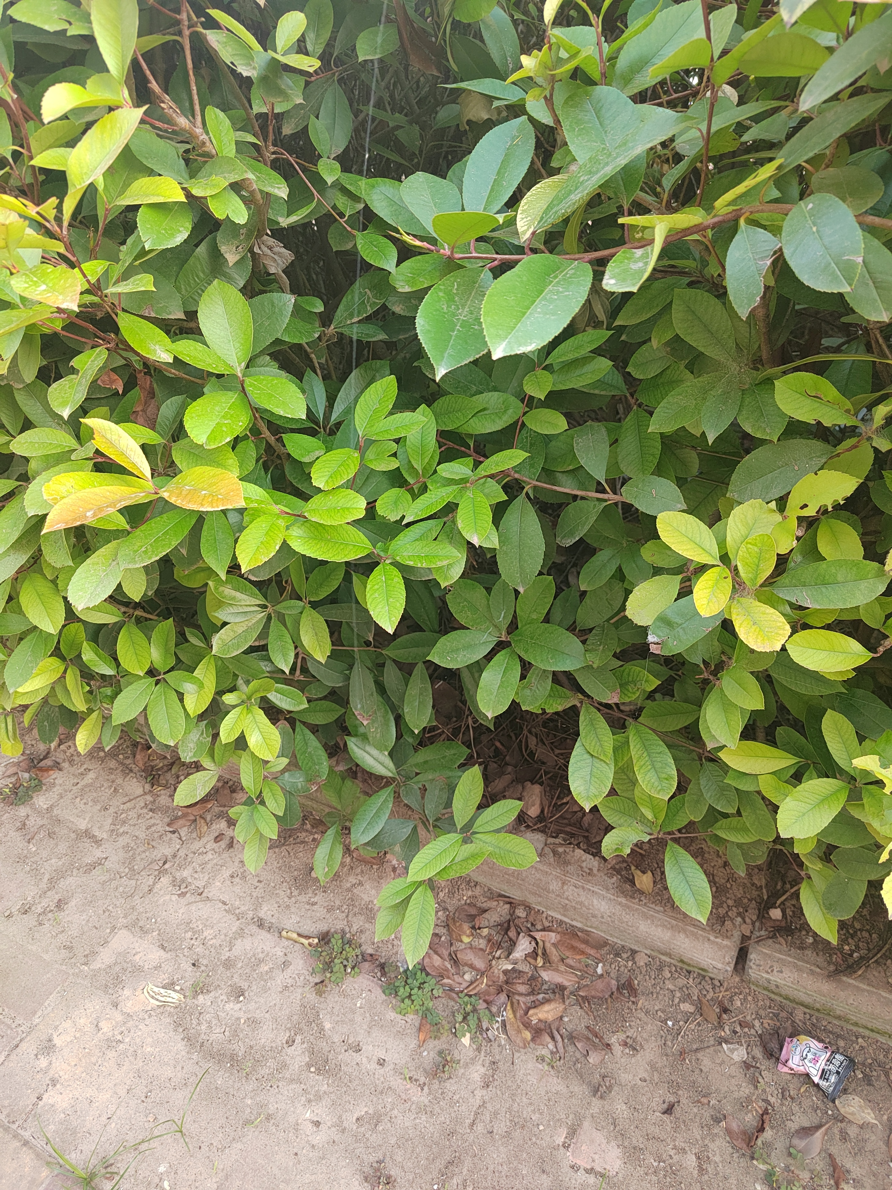 带着还不会自己走路的婴在楼下玩他总偏爱往弯弯绕绕的小路里钻我只顾着低头扶他没太注