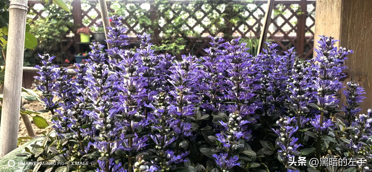 十二筋骨草是早春少见的蓝紫色花卉，耐寒耐热的多年生草本，我这一盘是去年冬天户外露
