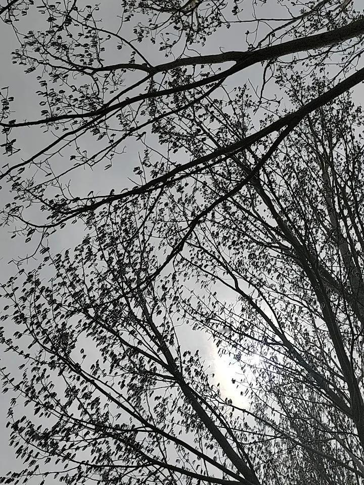 这柳树毛毛又该到处飞啦，这个季节必须有风来配合！