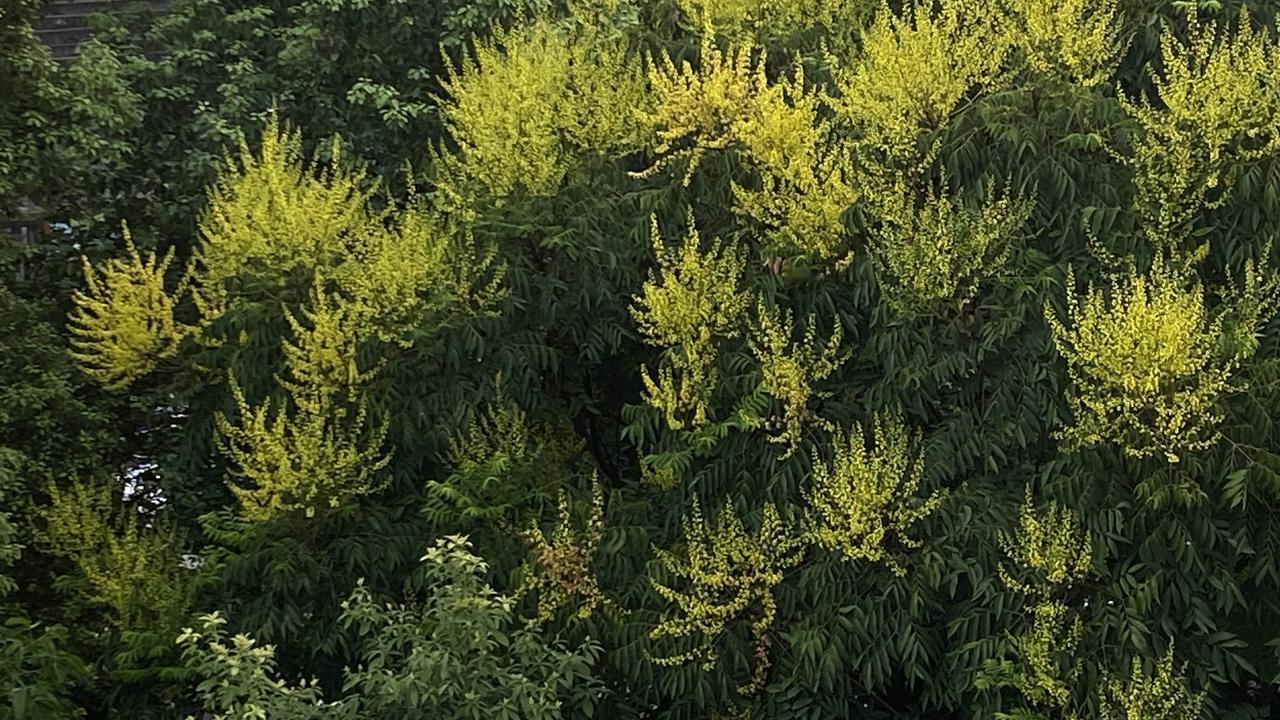 楼前栾树冒花穗，又是一年浅秋时
 这几天往窗外看，总觉得楼下的栾树有点不一样。前