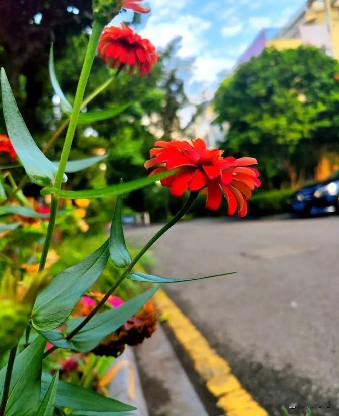 县里的学校教学主要是靠加量加压。学校增加了上课时间，老师不仅在平时上课，周末和晚