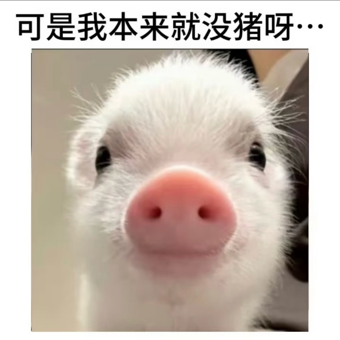 哼 