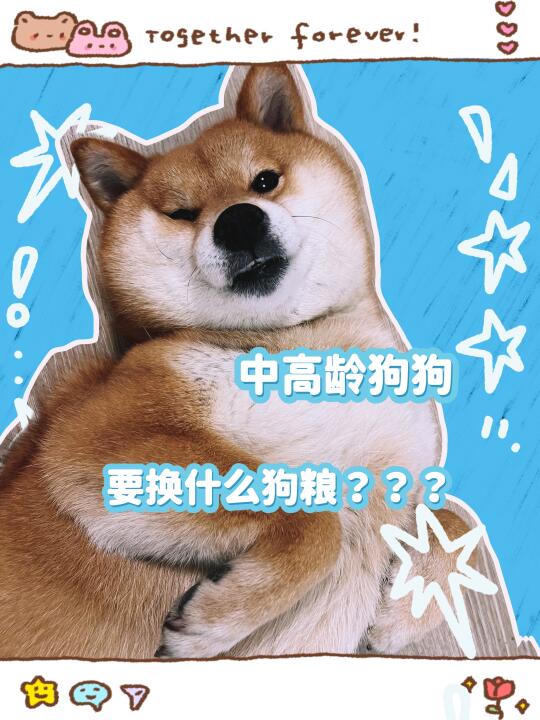 狗狗进入中高龄要换什么狗粮啊？？