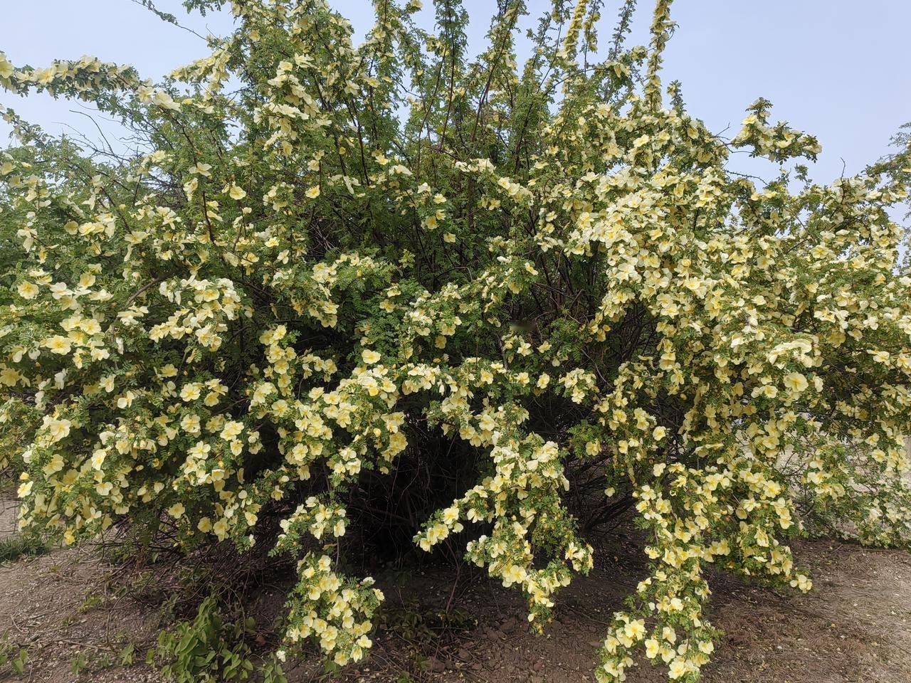 今天没课，出来吃午饭。看看时间还早，不太饿，我还是去文化中心，或者水上公园附近吃