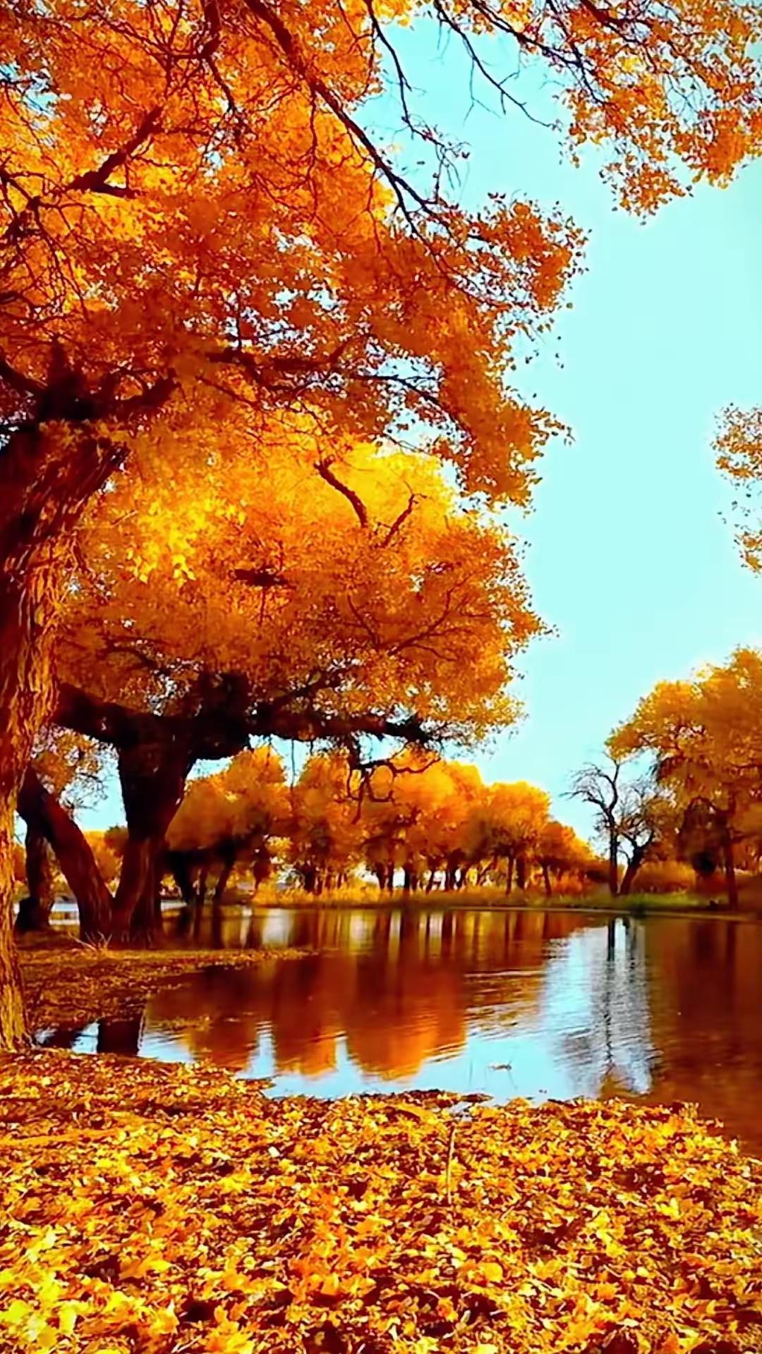 10月初的额济纳旗胡杨林，美的就像油画一样

额济纳旗胡杨林是迄今为止，我见过最