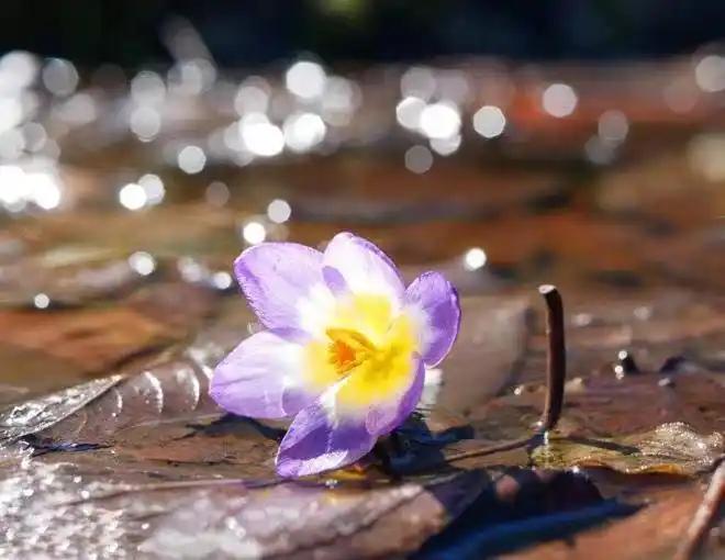 汪曾祺《人间草木》摘抄

1.我喜欢雨后的世界，一切都显得那么新鲜，那么干净。