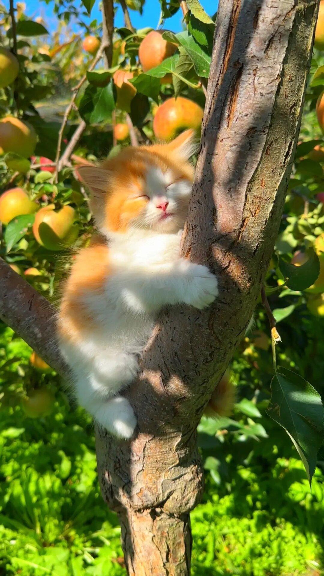 爬树睡着的猫崽汁看起来很好rua