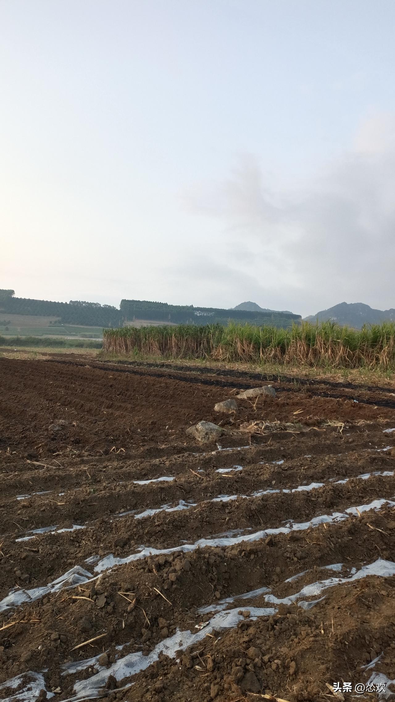 甘蔗砍完就开始种甘蔗，这可是个循环的农事呢。砍下来的甘蔗头是能拿来种的，这也是常