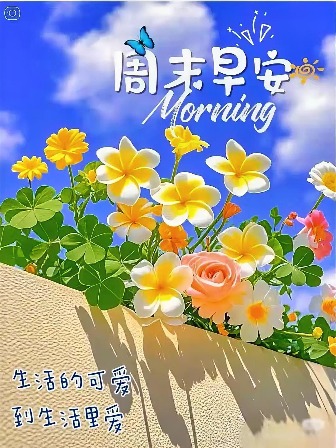 周末早安，花影蝶舞，生活的可爱藏在每一朵花里，爱就在眼前绽放。