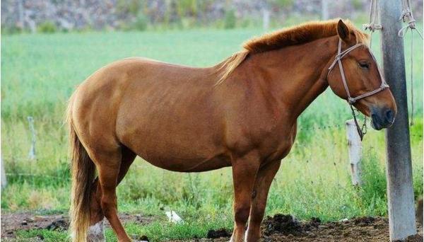 马为什么要站着睡觉？不会不舒服吗？其实不是马不想躺，而是不能躺！生活里不管是在牧