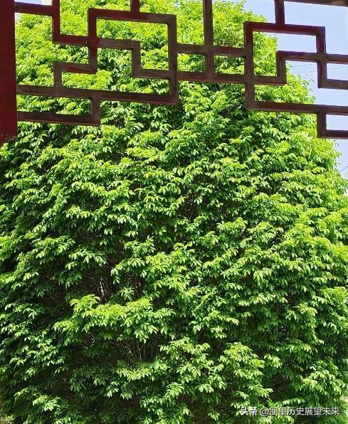 春日生活打卡季树