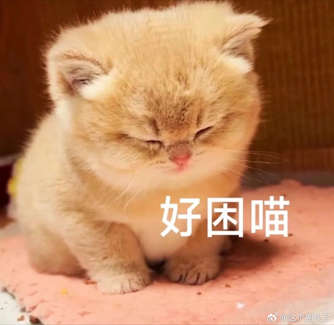 猫咪表情包。 