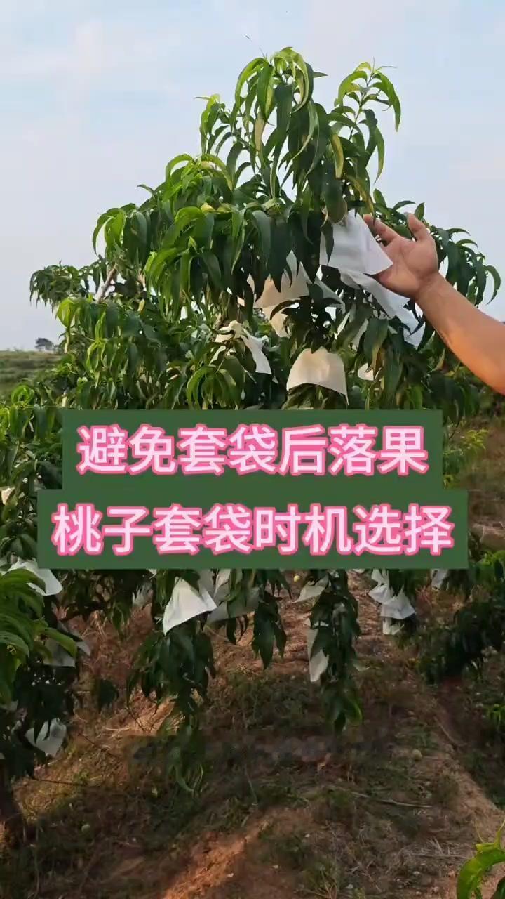 1️⃣套袋时机：桃子硬核期二次生理落果后，观察表皮有类似桃核纹路的皱纹，果肉变薄